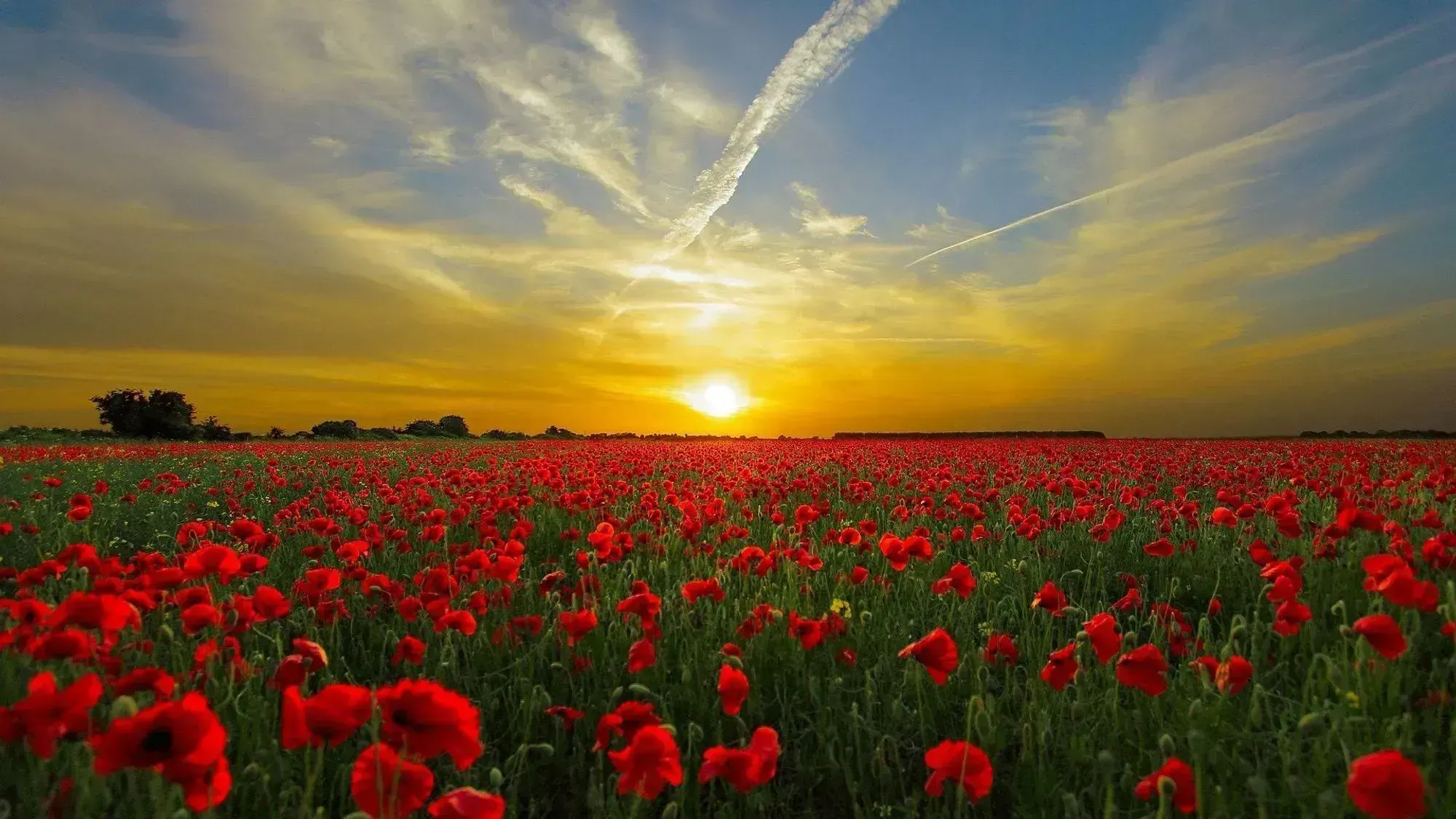 Paisagem por do sol com flores vermelhas.