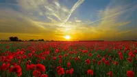 Paisagem por do sol com flores vermelhas.